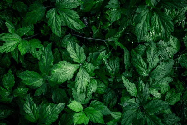 stock image bright summer green leaves background