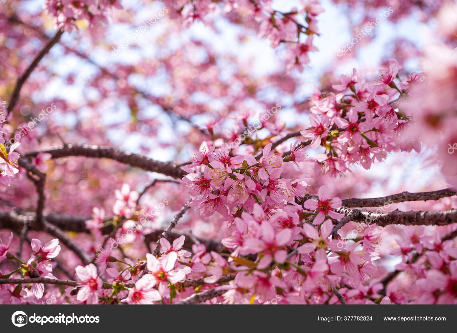 ᐈ Cherry Blossoms Stock Pictures Royalty Free Sakura Images Download On Depositphotos