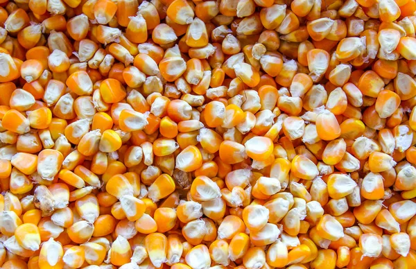 close up of yellow corn seeds can be use as background