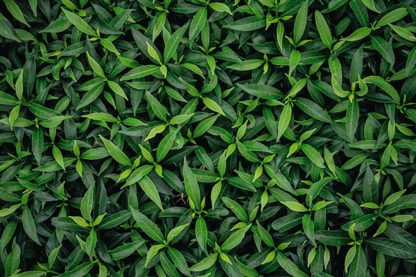 Naturlig Bakgrund Gröna Blad — Stockfoto