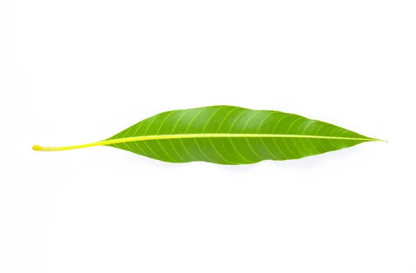 Zielony Liść Białym Tle Liść Mango — Zdjęcie stockowe