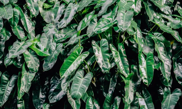 Естественный Фон Зеленых Листьев Винтажным Фильтром — стоковое фото