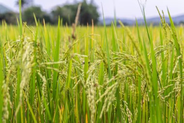 Pirinç kulağı veya çeltik tarlası 