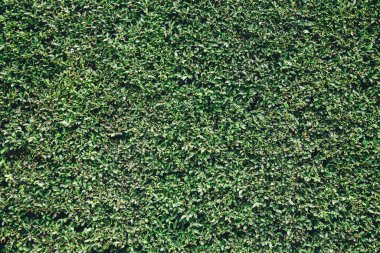 Yeşil yaprakların doğal yeşil arkaplanı