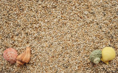 Deniz kabuğu ve güneş ışığı olan en iyi kum manzarası, yaz arkaplan kavramı..