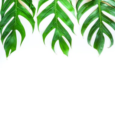 Beyaz zemin üzerinde yeşil tropikal canavar yaprağı ve kopyalama alanı