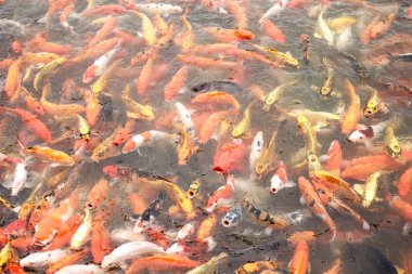 Gölette bir sürü renkli koi balığı