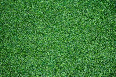 Doğal yeşil çimen arka planı 