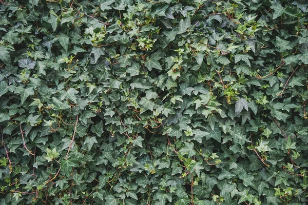 Brillante Verano Hojas Verdes Fondo — Foto de Stock