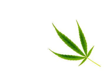 Beyaz arkaplanda taze yeşil kenevir yaprağı