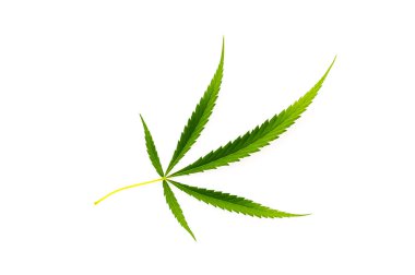 Beyaz arkaplanda taze yeşil kenevir yaprağı