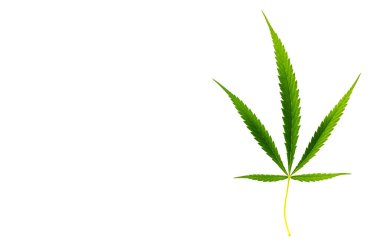 Beyaz arkaplanda taze yeşil kenevir yaprağı