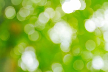 Doğal yeşil bokeh soyut arkaplan