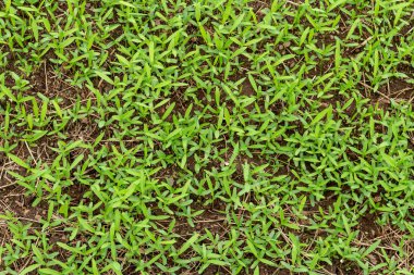 Doğal yeşil çimenler arka plan olarak kullanılabilir