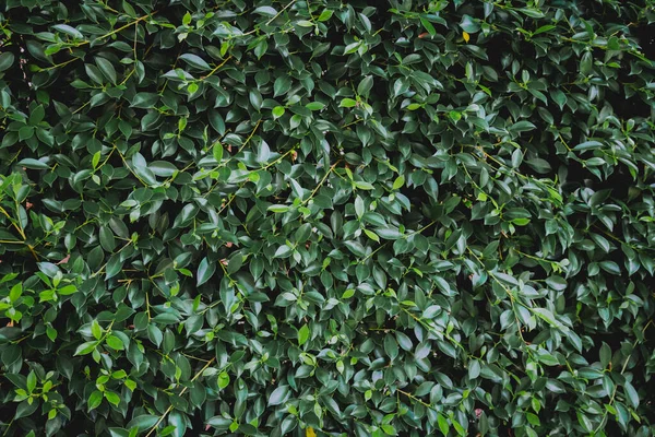 Natuurlijke Achtergrond Van Groene Bladeren Met Vintage Filter — Stockfoto