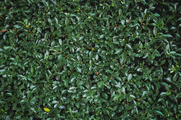 Натуральний Фон Зеленого Листя Вінтажним Фільтром — стокове фото
