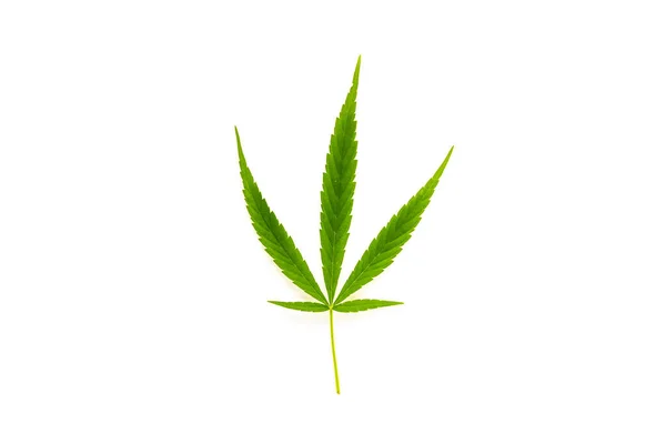Hoja Cannabis Verde Fresco Sobre Fondo Blanco —  Fotos de Stock