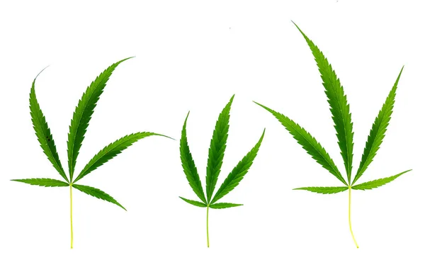 Hojas Cannabis Verde Fresco Sobre Fondo Blanco — Foto de Stock