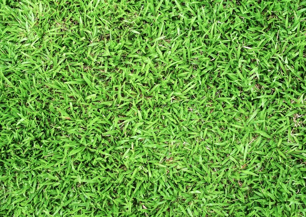 Natural Green Grass Can Use Background — Stock Photo, Image