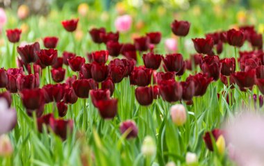 Bahçe arka planında seçici odaklı kırmızı laleler alanı