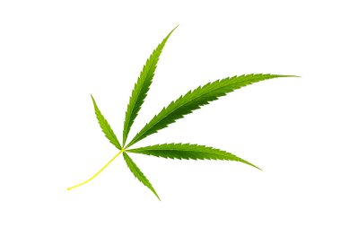 Beyaz arkaplanda taze yeşil kenevir yaprağı