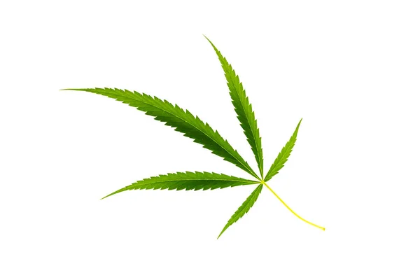 Folha Cannabis Verde Fresco Fundo Branco — Fotografia de Stock