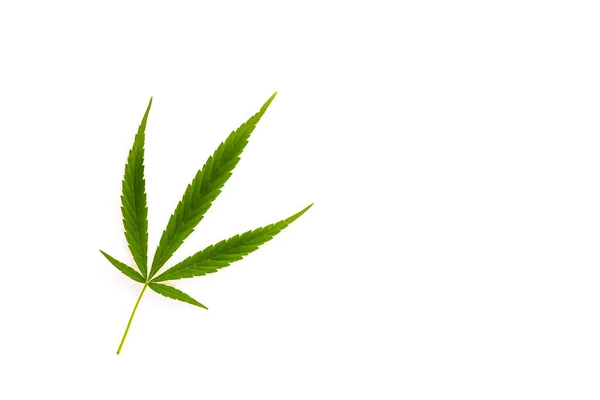 Folha Cannabis Verde Fresco Fundo Branco — Fotografia de Stock