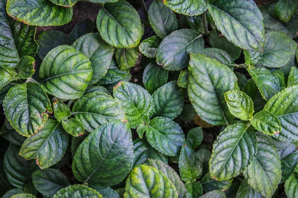 Tutup Dari Latar Belakang Daun Mint — Stok Foto