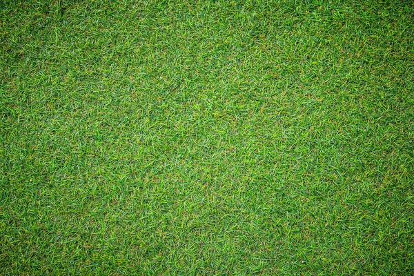 Natuurlijk Groen Gras Achtergrond — Stockfoto