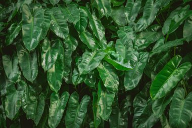 pürüzsüz taze yeşil yapraklar arka plan 