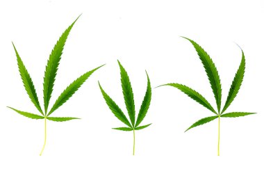 Yeşil yapraklı beyaz arkaplan, üst görünüm