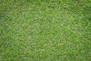 taze yeşil çimen dokusu