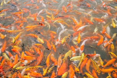 Güzel altın renkli koi balığı gölette