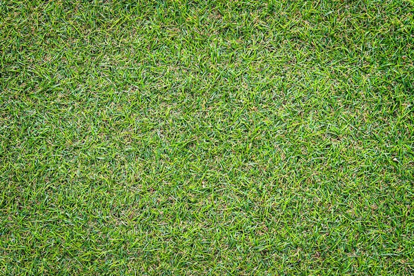 taze yeşil çimen dokusu