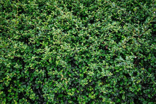 Sömlösa Färska Gröna Blad Bakgrund — Stockfoto