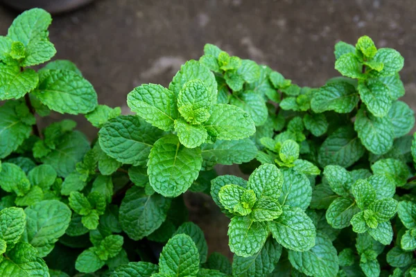 Hojas Verdes Frescas Sin Costura Fondo — Foto de Stock