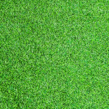 taze yeşil çimen dokusu