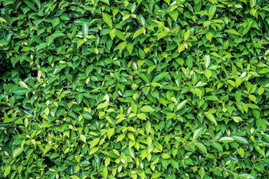 pürüzsüz taze yeşil yapraklar arka plan 