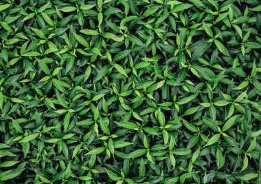 pürüzsüz taze yeşil yapraklar arka plan 