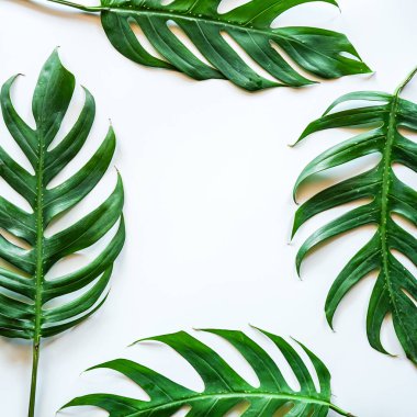 Yeşil yapraklı beyaz arkaplan, üst görünüm