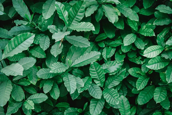 Seamless Fresh Green Leaves Background — Stock Photo, Image