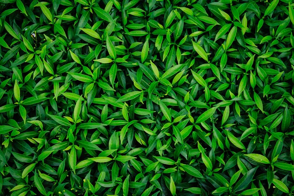 Бесшовные Свежие Зеленые Листья Фона — стоковое фото