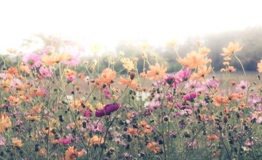 Tarlada açan renkli çiçekler