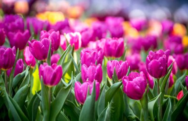 Bahçede canlı açan mor laleler