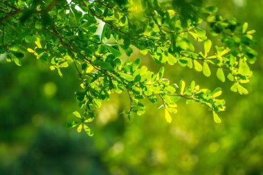 Canlı Yeşil Yaprakların Yakın Çekimi