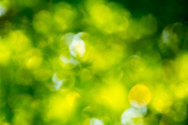 Bulanık yeşil bokeh arkaplan derinlik yaratıyor