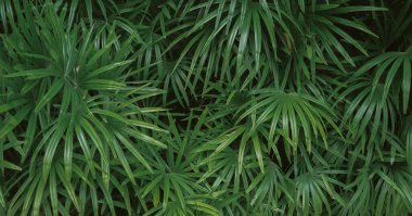 Birbirini kaplayan yemyeşil palmiye yaprakları.