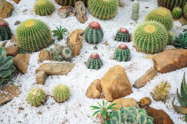 Beyaz çakıl üzerine çeşitli kaktüsler yerleştirilmiştir.