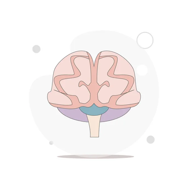 Illustration Plate Vecteur Cérébral Sur Blanc — Image vectorielle