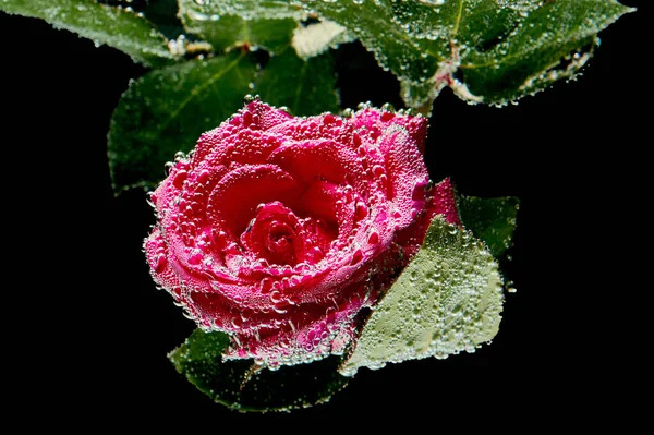 Rosa Roja Sumergida Agua Foto Alta Calidad — Foto de Stock